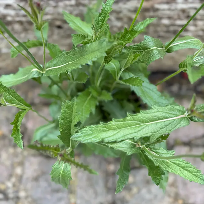 Verbena 'rigida’ (Pot Size 1L) Slender Vervain - image 3