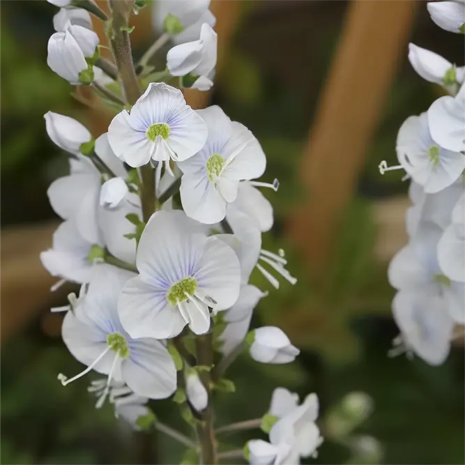 Veronica gentianoides 'Tissington White' (Pot Size 2L)