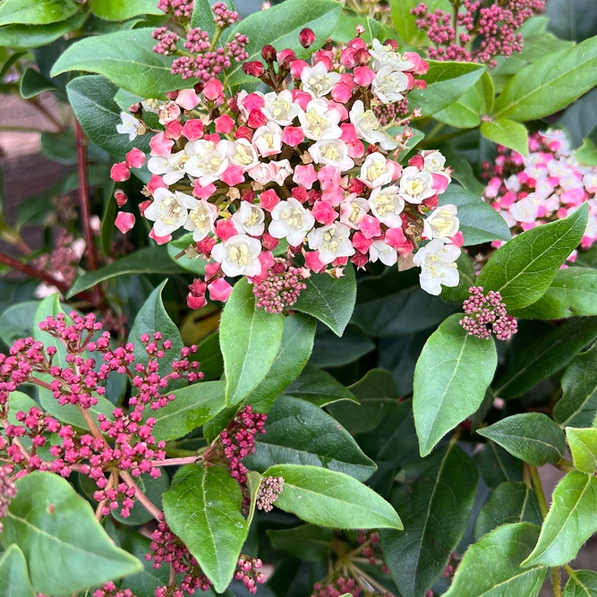 Viburnum tinus 'Lisa Rose' (26cm) Viburnum Laurustinus - image 1