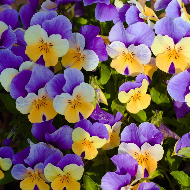 Viola 6-pack - Mixed Colours