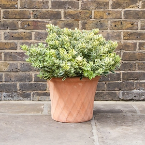 Whitewash Terracotta Handmade Basketweave Planter (D40cm x H33cm) Outdoor Plant Pot - image 3