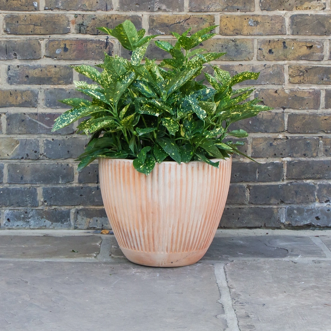 Whitewash Terracotta Handmade Egg Rib Planter (D38cm x H31cm) Outdoor Plant Pot - image 3