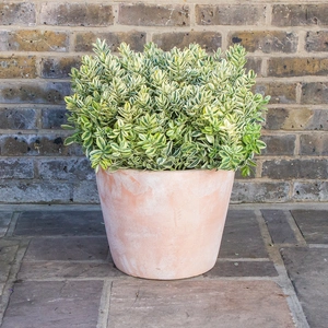 Whitewash Terracotta Handmade Plain Coni Planter (D37cm x H29cm) Outdoor Plant Pot - image 3