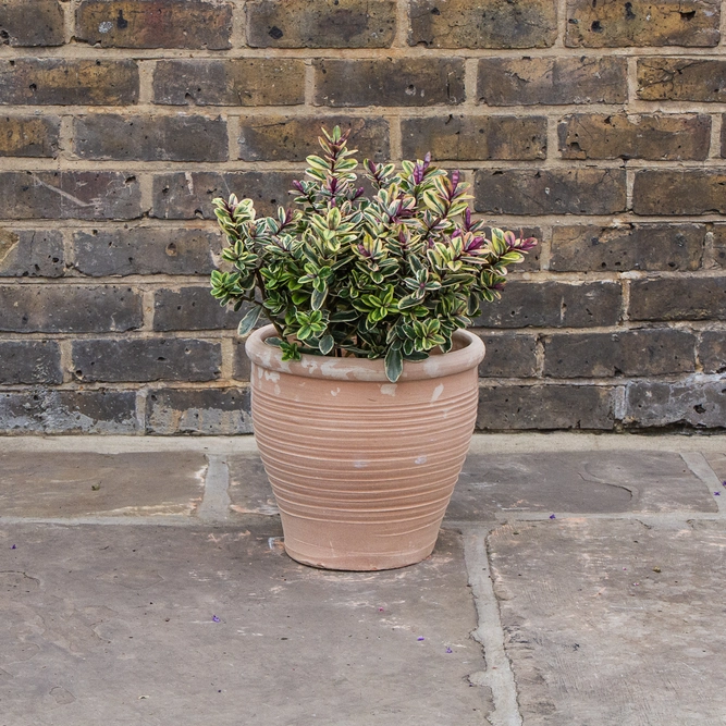 Whitewash Terracotta Handmade Stan A2 Planter (D32cmxH28cm) Outdoor Plant Pot - image 3