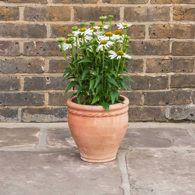 Whitewash Terracotta Handmade Stan Cherry Rope Planter (D23cmxH24cm) Outdoor Plant Pot - image 3
