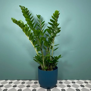 Zamioculcas zamifolia (Pot Size 14cm) ZZ plant - image 2