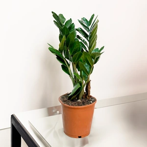 Zamioculcas zamifolia (Pot Size 14cm) ZZ plant - image 1