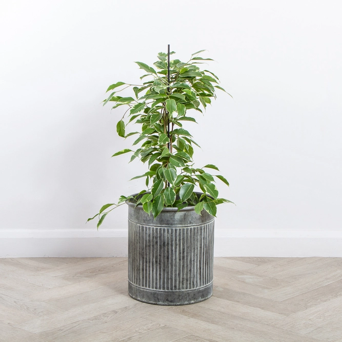 Zinc Metal Plant Pot (D17cm) 'Folks' Ribbed Paint-Washed Planter - image 5