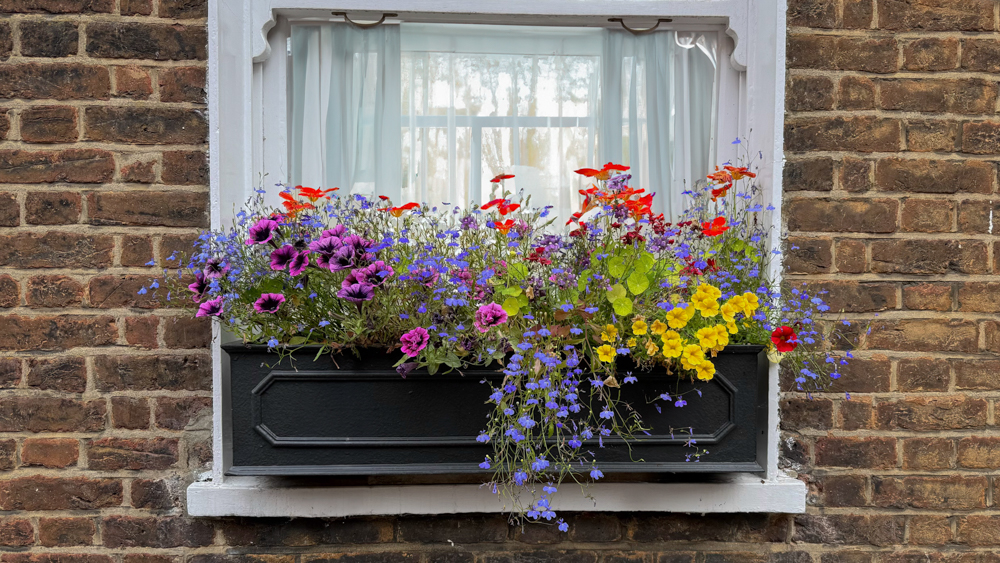 Fibreglass clay window box trough containers at Boma Garden Centre Kentish Town London