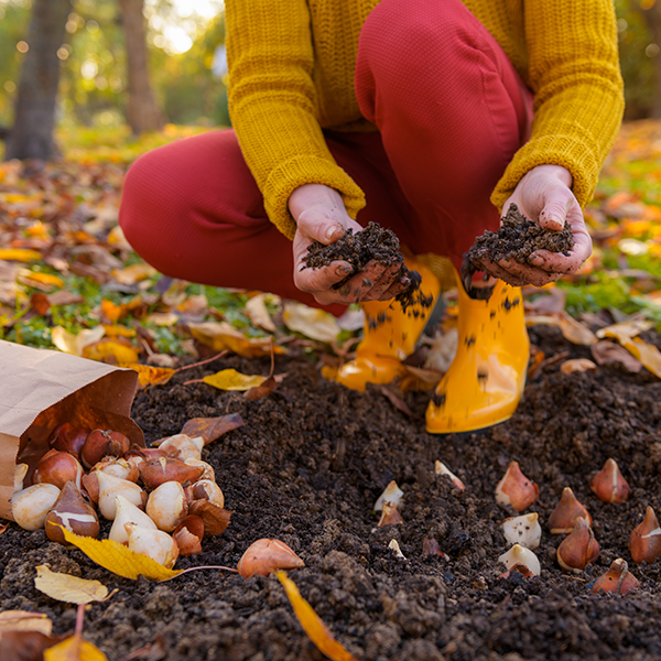 planting spring flowering bulbs in Autumn with Boma Garden Centre